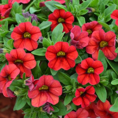 Red Calibrchoa Flower Seeds for Planting Perfect for Borders Heirloom & GMO Free Seeds for Home Garden
 
 Sale