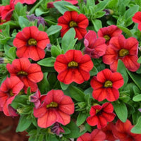 Red Calibrchoa Flower Seeds for Planting Perfect for Borders Heirloom & GMO Free Seeds for Home Garden
 
 Sale