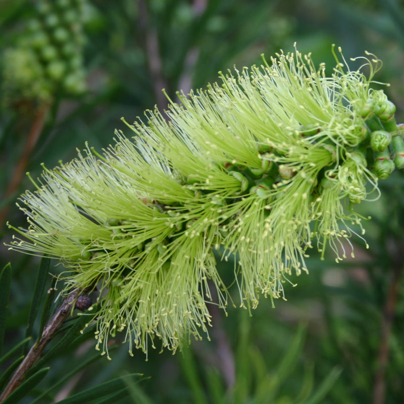 Green Callistemon Flower seeds for Planting - Vibrant Colors, Heirloom & GMO Free Seeds for Home Garden