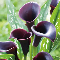 Deep Purple Calla Flower seeds for Planting - Cottage Garden Essential, Heirloom & GMO Free Seeds for Home Garden