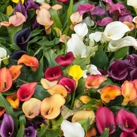 Mixed Calla Lily Flower seeds for Planting - Colorful Display, Heirloom & GMO Free Seeds for Home Garden