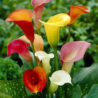 Calla Lilies Mix Flower Seeds for Planting | Vibrant Colorful Blooms