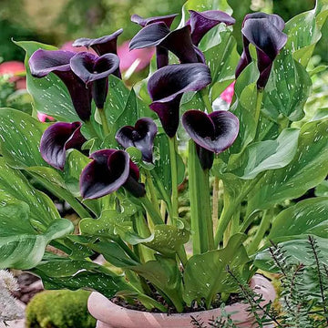 Black Calla Flower seeds for Planting - Pollinator Friendly, Heirloom & GMO Free Seeds for Home Garden