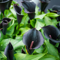 Black Calla Flower seeds for Planting - Pollinator Friendly, Heirloom & GMO Free Seeds for Home Garden