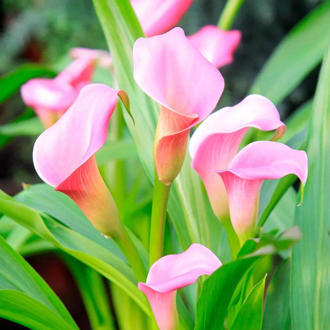 Light Pink Calla Flower Seeds for Planting Shade Tolerant Heirloom & GMO Free Seeds for Home Garden
 
 Sale