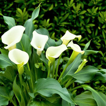 Calla Flower Seeds for Easy Planting