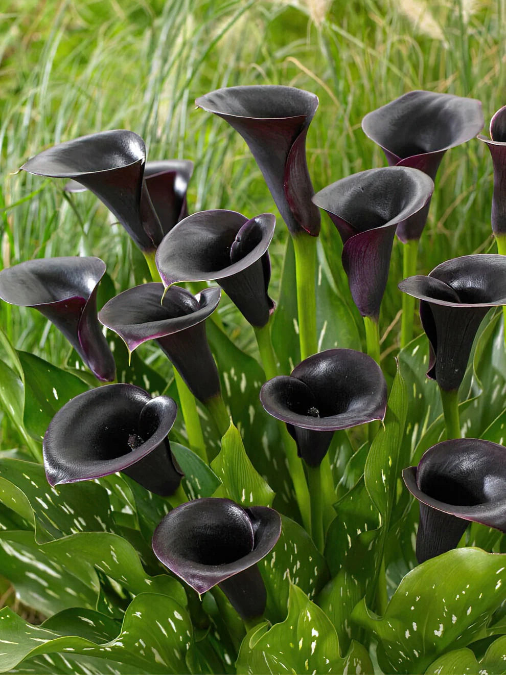 Black Calla Flower seeds for Planting - Pollinator Friendly, Heirloom & GMO Free Seeds for Home Garden