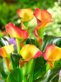 Yellow Red Calla Flower Seeds for Planting Vibrant Colors Heirloom & GMO Free Seeds for Home Garden
 
 Sale