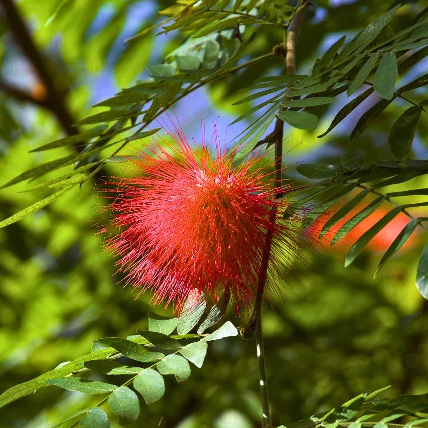 Calliandra Flower seeds for Planting Garden Favorite Heirloom & GMO Free Seeds for Home Garden