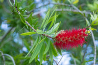 BottleBrush Flower seeds for Planting Compact Growth Heirloom & GMO Free Seeds for Home Garden