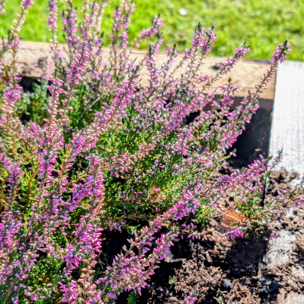 Violet Calluna Flower seeds for Planting - Drought Tolerant, Heirloom & GMO Free Seeds for Home Garden