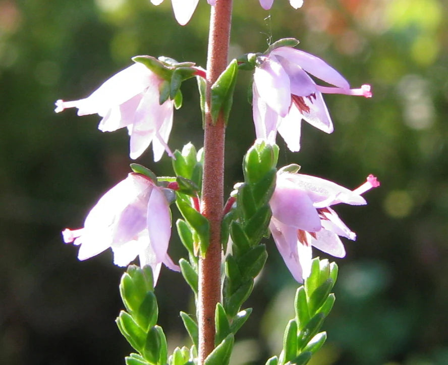 Calluna Vulgaris Flower seeds for Planting - Pollinator Friendly, Heirloom & GMO Free Seeds for Home Garden