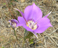 Calochortus Macrocarpus Flower seeds for Planting Perfect for Borders Heirloom & GMO Free Seeds for Home Garden