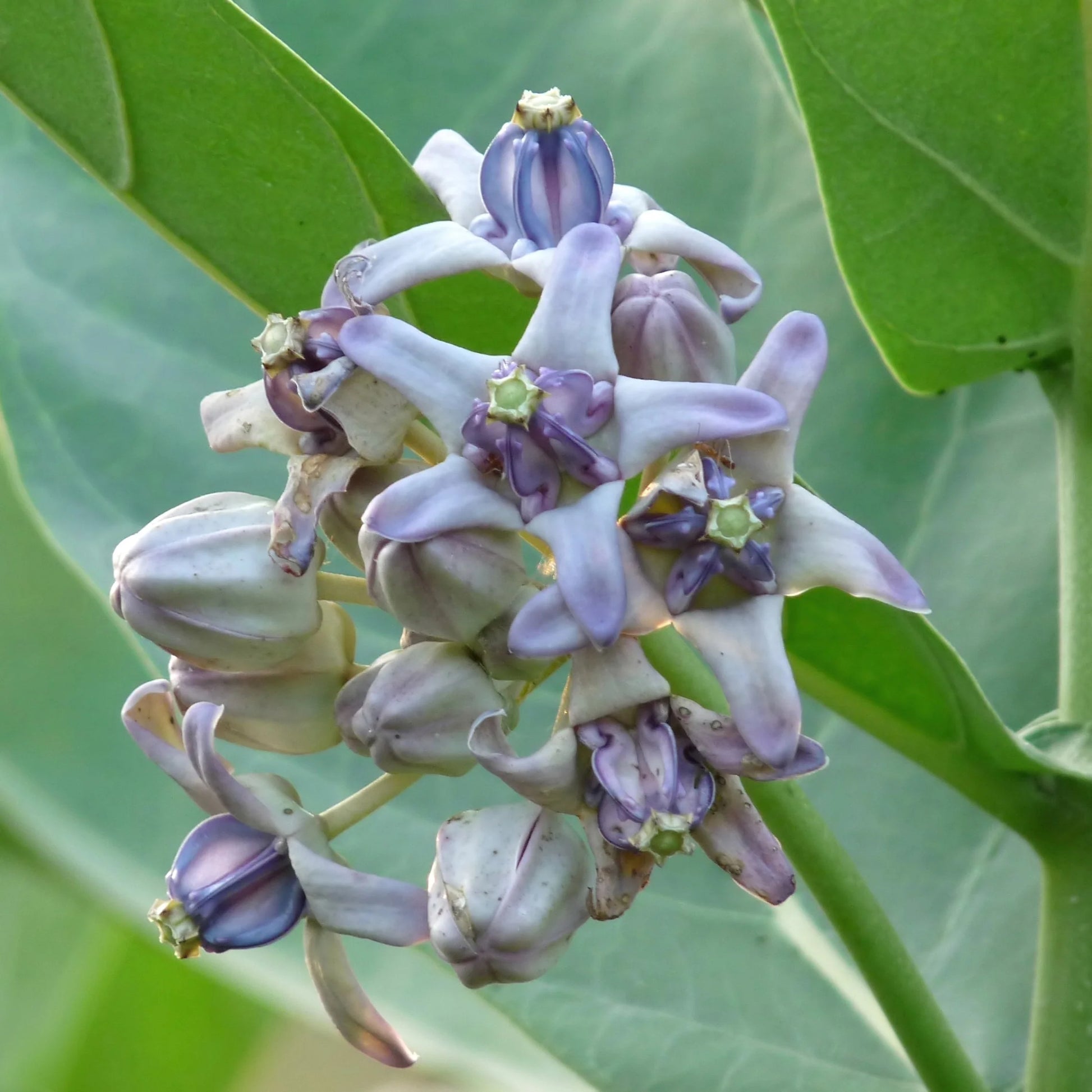 Calotropis Gigantea Flower seeds for Planting Cottage Garden Essential Heirloom & GMO Free Seeds for Home Garden