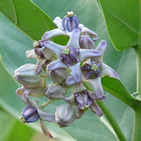 Calotropis Gigantea Flower seeds for Planting Cottage Garden Essential Heirloom & GMO Free Seeds for Home Garden