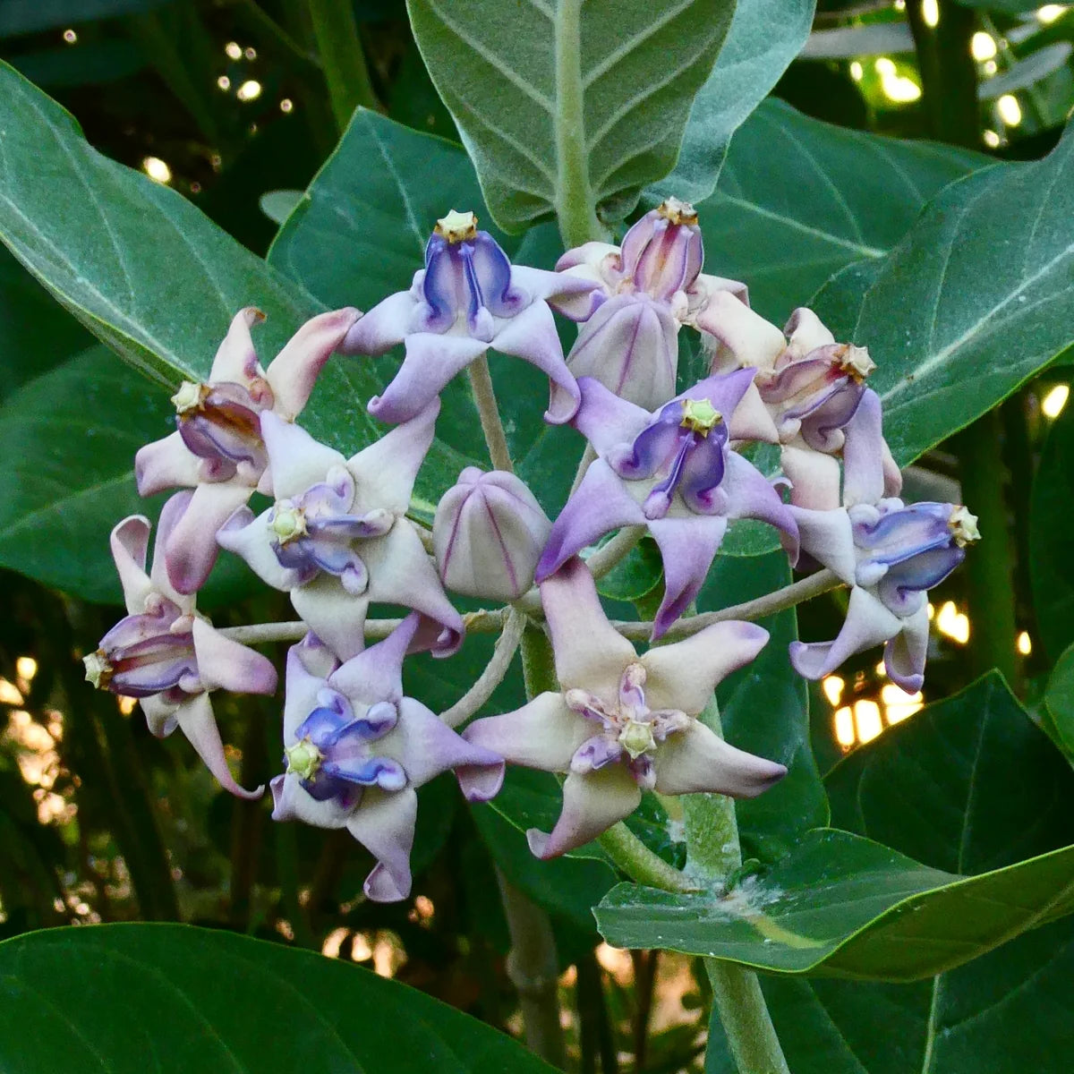 Gigantea Flower seeds for Planting - Low Maintenance, Heirloom & GMO Free Seeds for Home Garden