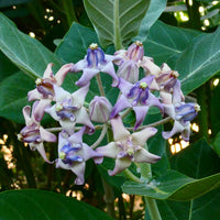 Gigantea Flower seeds for Planting - Low Maintenance, Heirloom & GMO Free Seeds for Home Garden
