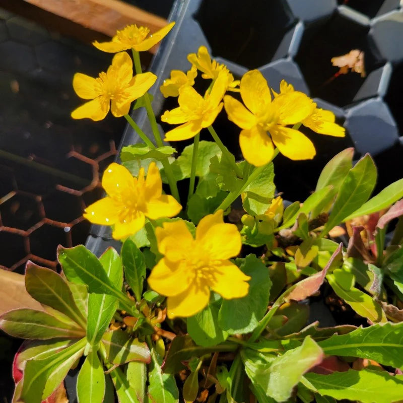 Bright Yellow Caltha Palustris Seeds for Planting  Vibrant Perennial Flowers for Garden Wetlands