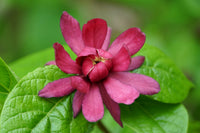 Red Carolina Allspice Flower seeds for Planting - Drought Tolerant, Heirloom & GMO Free Seeds for Home Garden