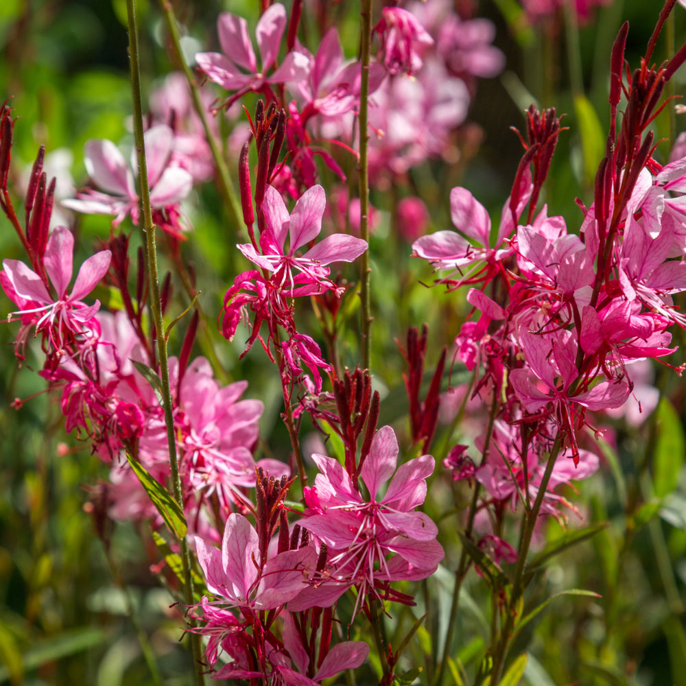 Pink Whirling Flower seeds for Planting - Garden Favorite, Heirloom & GMO Free Seeds for Home Garden