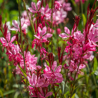 Pink Whirling Flower seeds for Planting - Garden Favorite, Heirloom & GMO Free Seeds for Home Garden
