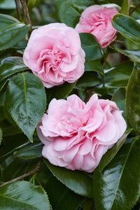 Camelia Flower seeds for Planting Drought Tolerant Heirloom & GMO Free Seeds for Home Garden