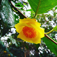 Golden Camellia Flower Seeds for Planting - Premium Quality Seeds for Your Garden