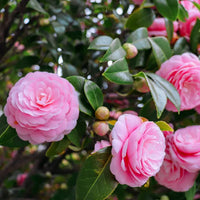 Camellia Flower seeds for Planting - Hardy Variety, Heirloom & GMO Free Seeds for Home Garden