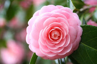 Pink Camellia Flower seeds for Planting - Cut Flower Favorite, Heirloom & GMO Free Seeds for Home Garden