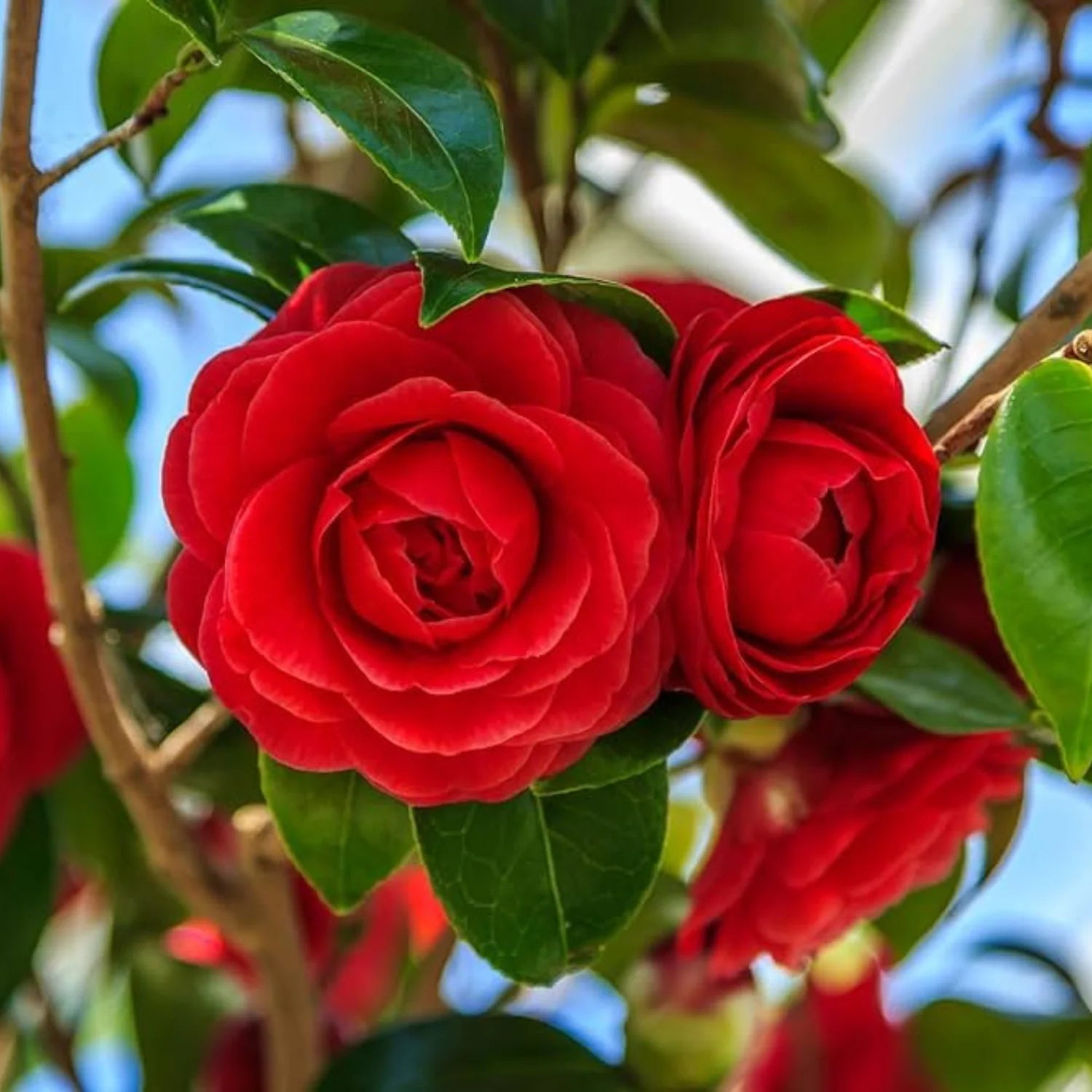 Camellia Flower seeds for Planting Low Maintenance Heirloom & GMO Free Seeds for Home Garden