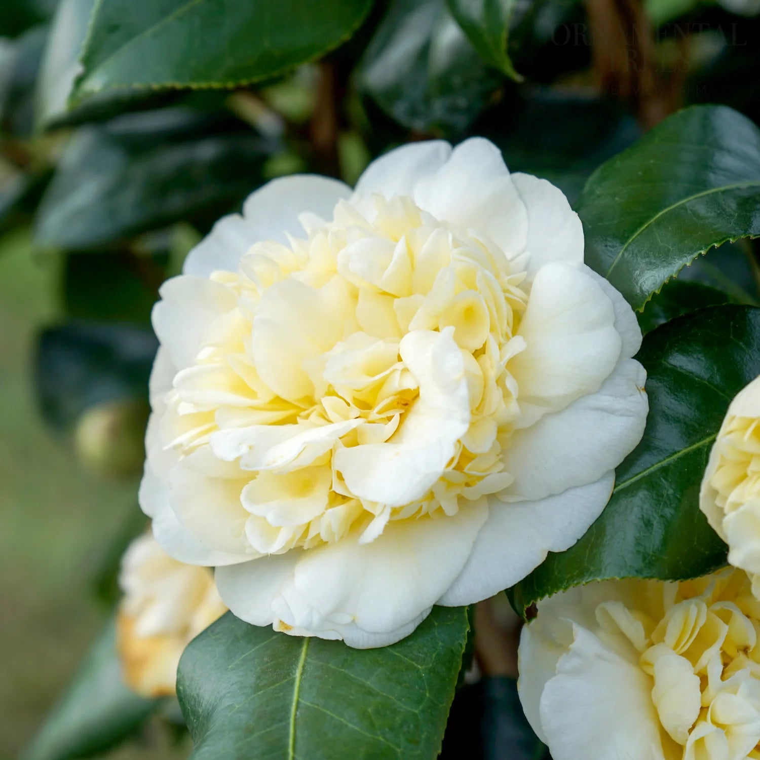 Yellow White Camellia Flower seeds for Planting - Perfect for Borders, Heirloom & GMO Free Seeds for Home Garden