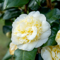 Yellow White Camellia Flower seeds for Planting - Perfect for Borders, Heirloom & GMO Free Seeds for Home Garden
