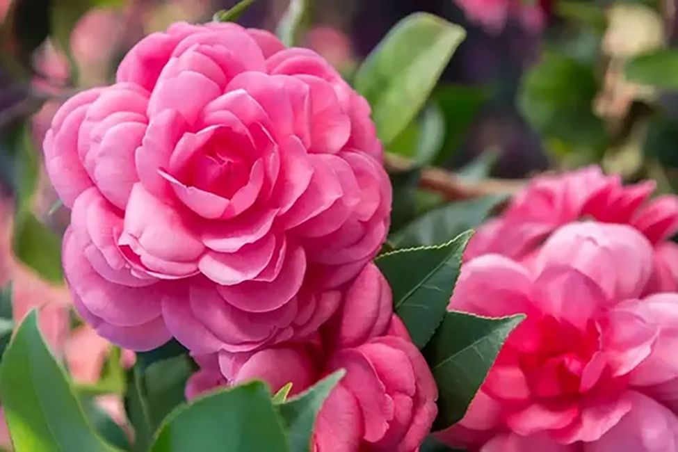 Double Camellia Mixed Flower seeds for Planting - Wildflower Mix, Heirloom & GMO Free Seeds for Home Garden