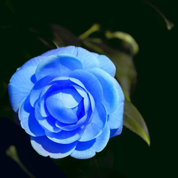 Blue Camellia Flower seeds for Planting Seasonal Bloomer Heirloom & GMO Free Seeds for Home Garden
 
 Sale