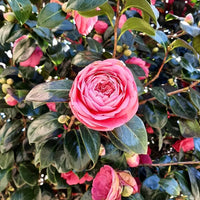 Japanese Camellia Flower seeds for Planting Low Maintenance Heirloom & GMO Free Seeds for Home Garden