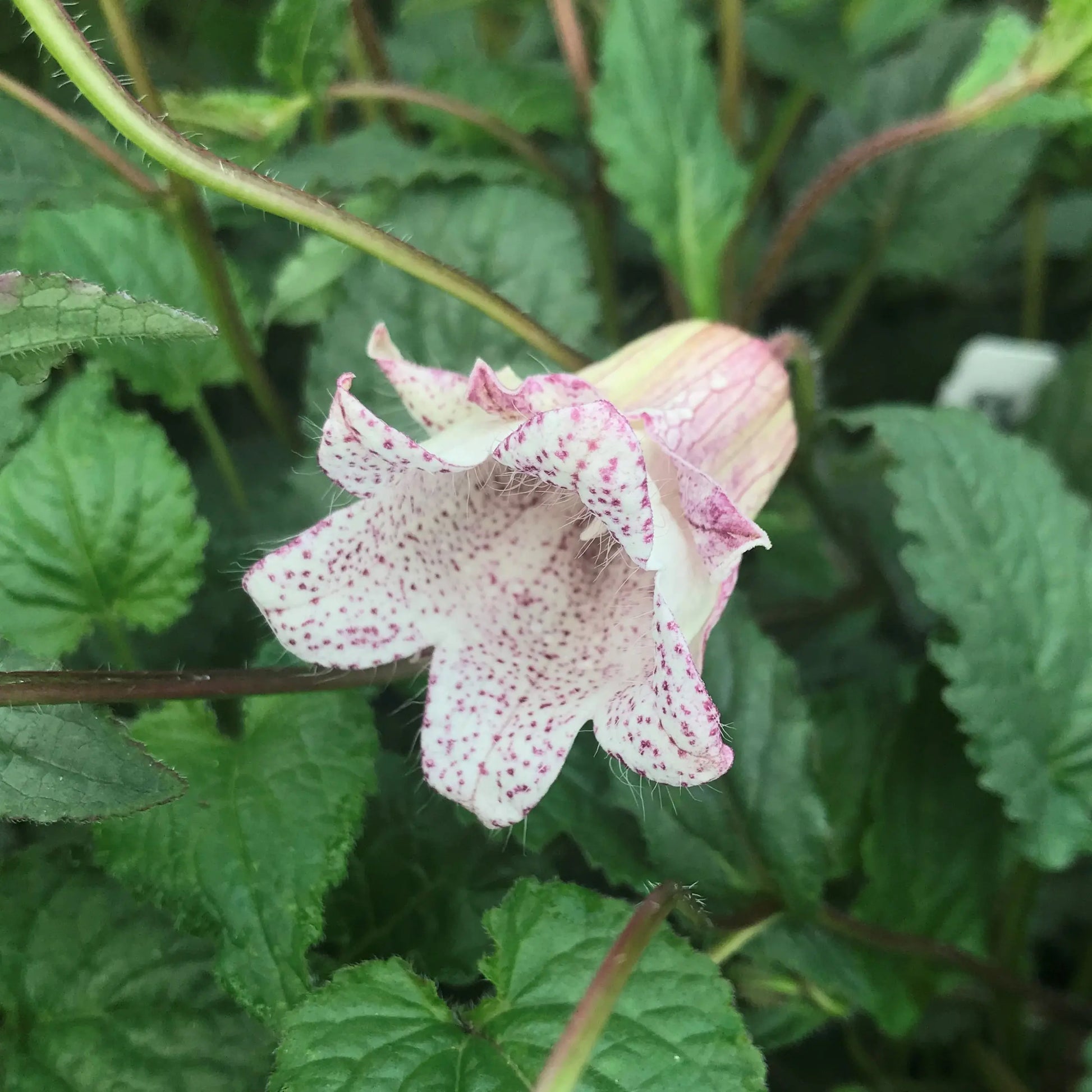 Pink Bell Orchid Flower seeds for Planting - Pollinator Friendly, Heirloom & GMO Free Seeds for Home Garden
