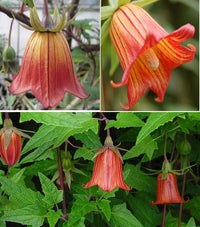 Canarina Flower seeds for Planting - Wildflower Mix, Heirloom & GMO Free Seeds for Home Garden
