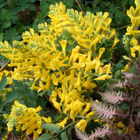 Yellow Corydalis Flower seeds for Planting Garden Favorite Heirloom & GMO Free Seeds for Home Garden 
 
 Sale