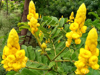 Senna Alata Flower seeds for Planting, Perfect for Borders Heirloom & GMO Free Seeds for Home Garden