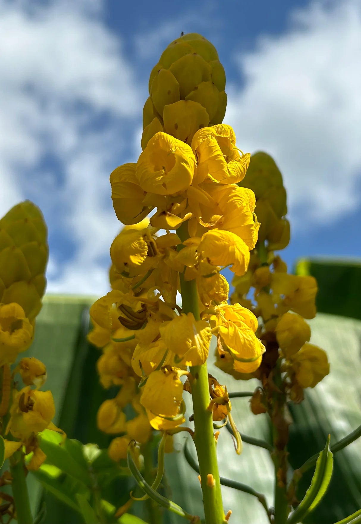 Yellow Cassia Candlestick Flower seeds for Planting - Cottage Garden Essential, Heirloom & GMO Free Seeds for Home Garden