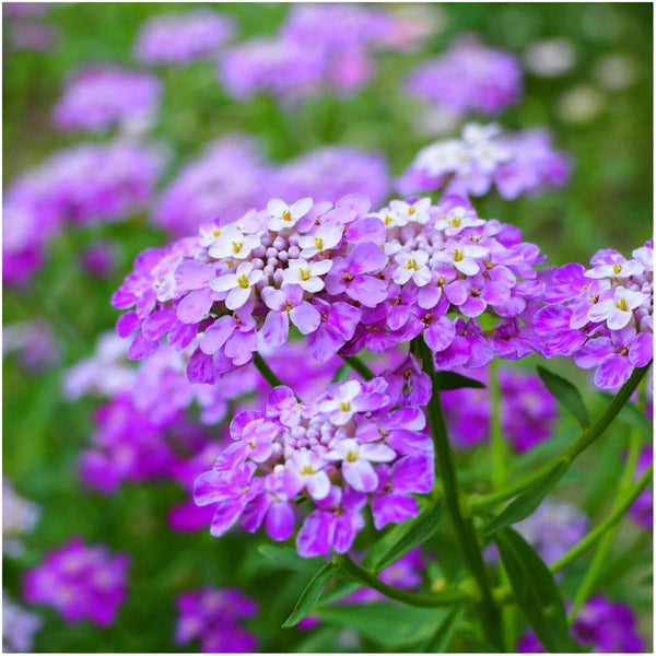 Violet Iberis Flower seeds for Planting - Hardy Variety, Heirloom & GMO Free Seeds for Home Garden