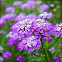 Violet Iberis Flower seeds for Planting - Hardy Variety, Heirloom & GMO Free Seeds for Home Garden