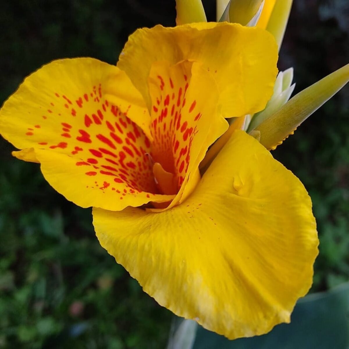 Yellow Achira Flower seeds for Planting - Wildflower Mix, Heirloom & GMO Free Seeds for Home Garden