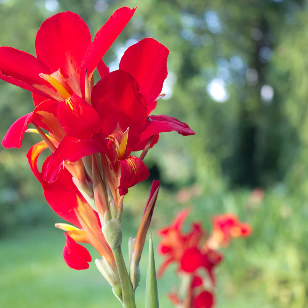 Tall Canna Lily Flower seeds for Planting - Sun Loving, Heirloom & GMO Free Seeds for Home Garden