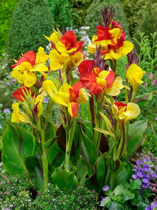 Cleopatra Flower seeds for Planting - Seasonal Bloomer, Heirloom & GMO Free Seeds for Home Garden
