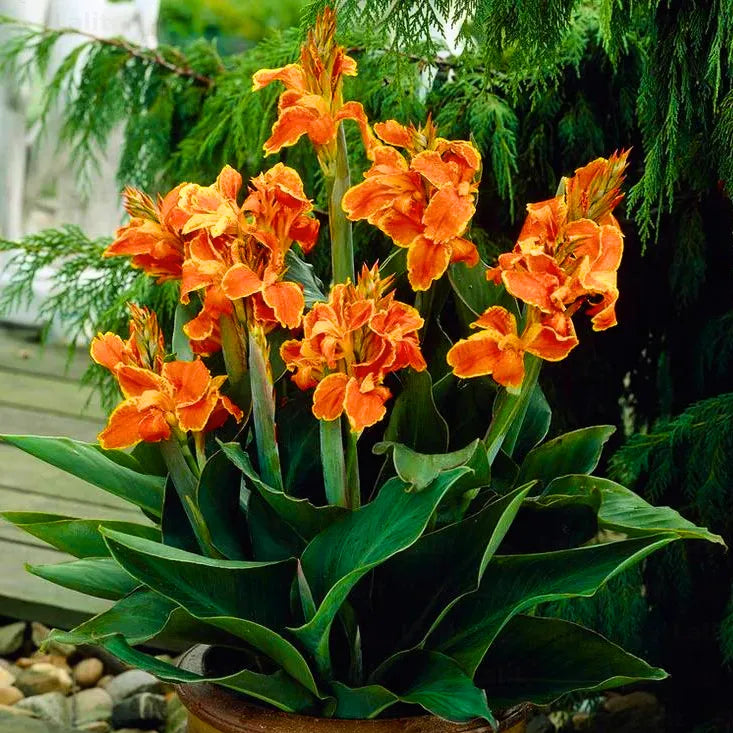 Canna Lily Flower seeds for Planting - Shade Tolerant, Heirloom & GMO Free Seeds for Home Garden
 
 Sale
