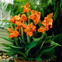 Canna Lily Flower seeds for Planting - Shade Tolerant, Heirloom & GMO Free Seeds for Home Garden
 
 Sale