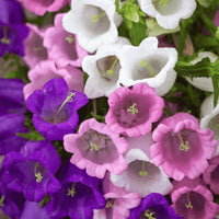 Heirloom Canterbury Flower seeds for Planting Easy to Grow Heirloom & GMO Free Seeds for Home Garden