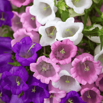 Heirloom Canterbury Flower seeds for Planting Easy to Grow Heirloom & GMO Free Seeds for Home Garden