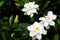 White Gardenia Jasminoides Flower seeds for Planting Hardy Variety Heirloom & GMO Free Seeds for Home Garden 
 
 Sale